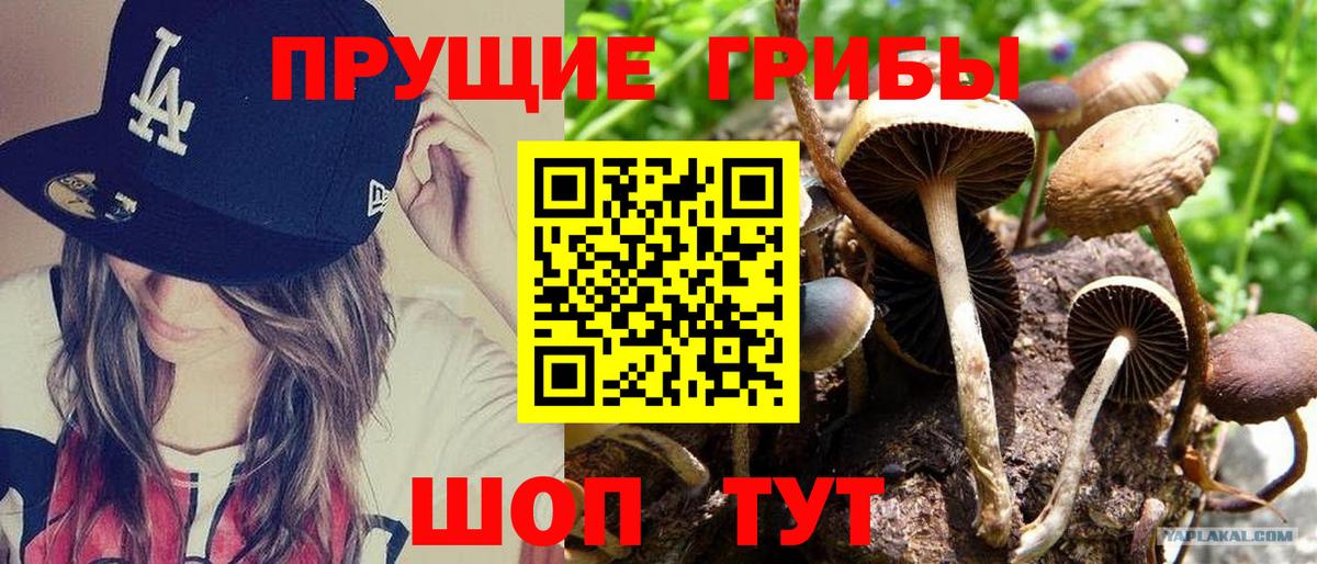Псилоцибиновые грибы Cubensis  Псилоцибиновые грибы GOLDEN TEACHER  где продают   Вход с VPN  Махачкала 